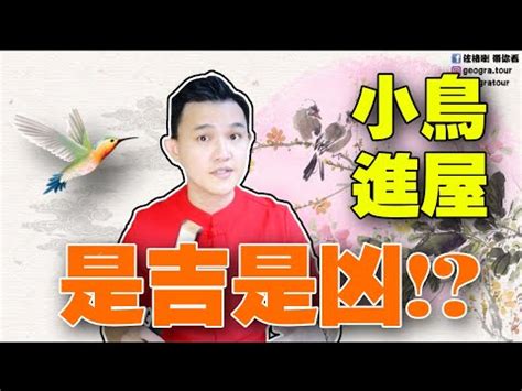 鳥巢怎麼處理|【家有鳥巢怎麼辦】家有鳥巢別慌張！專家教你與鳥兒。